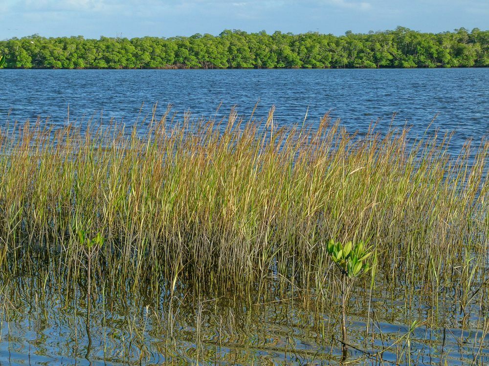 Click to See Next Image